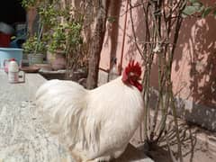 white Bantam breeder male for sale