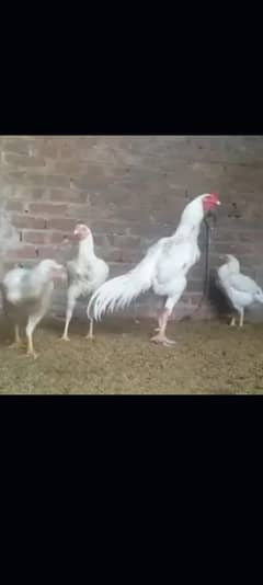 heera