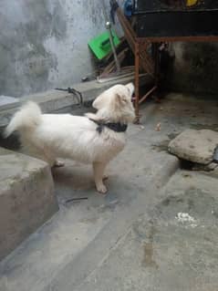 rashyan