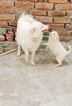 Russian male female pups