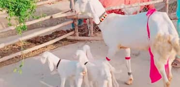 Rajanpuri Bakri,   03278290878
