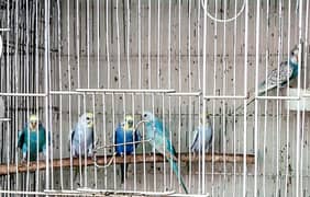 Rainbow Budgies 03322389456