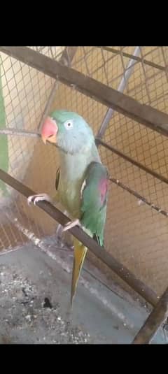 Breader raw female available for sale