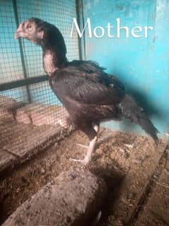 Aseel hen pair for sale 03124499315 cntct nmb