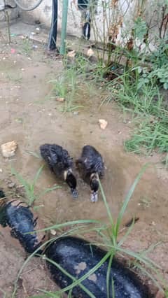 Ducklings