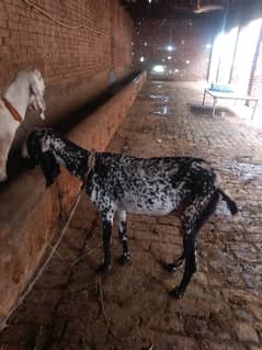 1 month ki cross dasi bakri  urgent sell