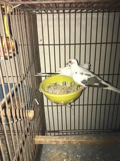diamond pied  dove