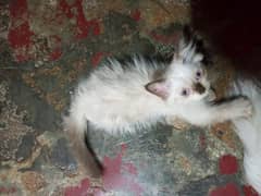 persain and Himalayan kittens for sale