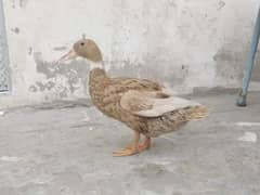 Ducks