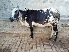 cow