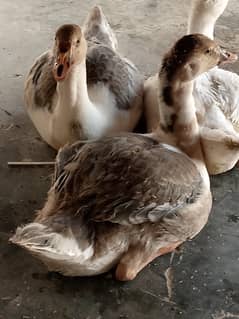 Duck argent sale Female