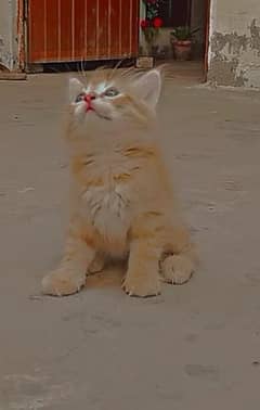 pure pershian male citten