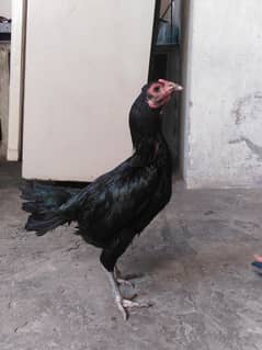 Aseel thai