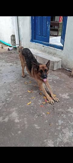 German Shepherd Big Size | Adult Dog | Double Bone | Urgent Sale