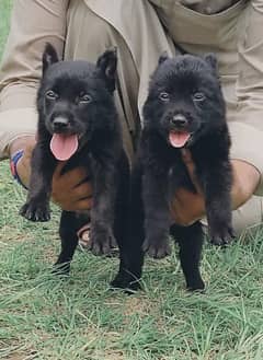 black German Shepherd double coat Jodi 2 month for sale