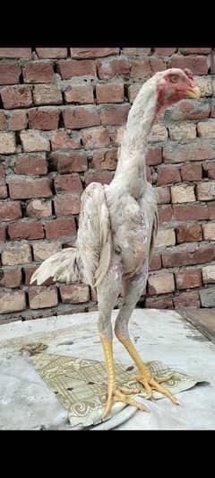 seel checkan