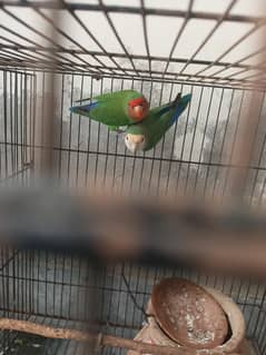 love bird can sale 