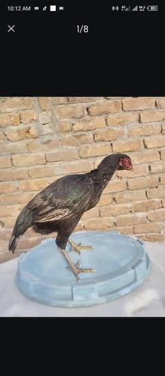 Urgent Sale Aseel Breeder Murghi