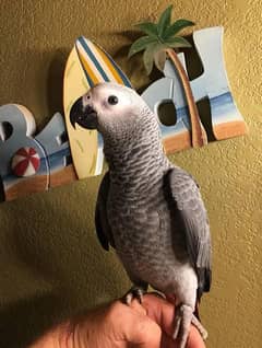 African Grey Parrot