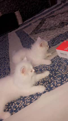 Kitten pair  50days age