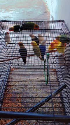 quality Love birds  urgent for sale
