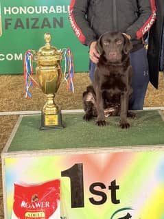 British labrador puppies  for sale