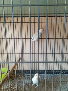 Lovebirds breeder pairs