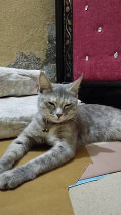 Beautiful unique cat