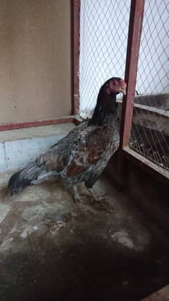 Aseel madya for sale. .