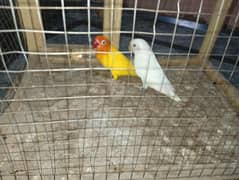 4 pear's beautiful Bird's. only serious by your contact.