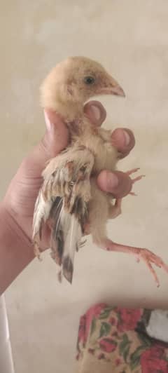 aseel chick