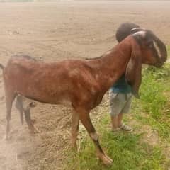 bakri for sale