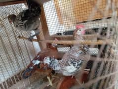 Hen Pathay for sale