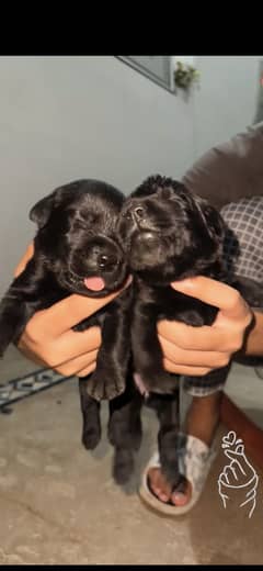 British labrador puppies  for sale