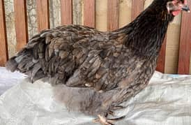 Blue Heavy Buff Hen