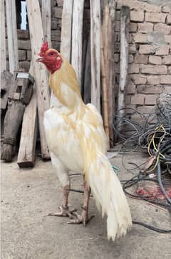 Top Quality Heera Aseel