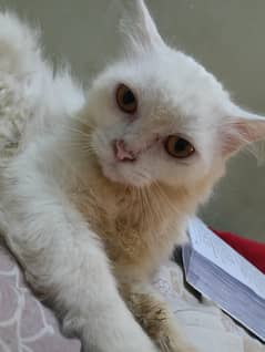 Persian white cat