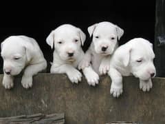 Dogo Argentino