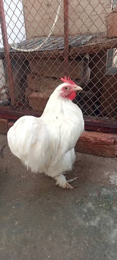 White Bentam Pair