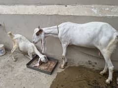 Bakri