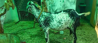 Bakra