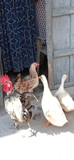 desi hen