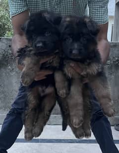German Shepherd | Puppy | Dog | German Shepherd Puppies | GSD