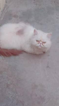 Peraion Cats One Male 3 Female
