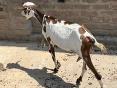 Bakri, Goat