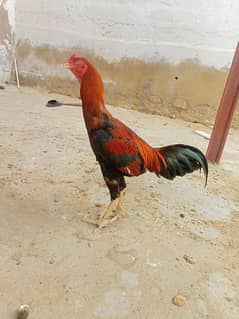 Aseel for sale age 1 year 2 months . . . price 