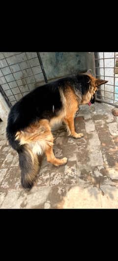 German Shepherd male top quality jisko quality ko samajhta hai vah raf