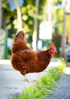 Golden Misri Egg laying 9 females and 1 male