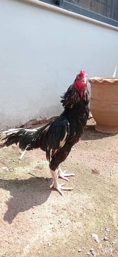 Lasani