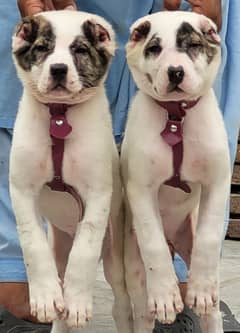King Alabai pair / Afghan Kochi / Kurdish Kangal Puppies